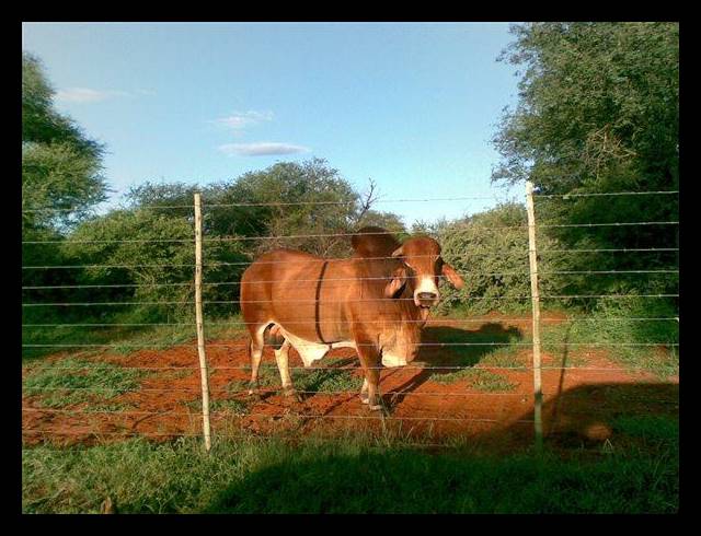 FARM FOR SALE IN LEPHALALE RURAL